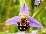 1G happy orchid or bee orchid (2)