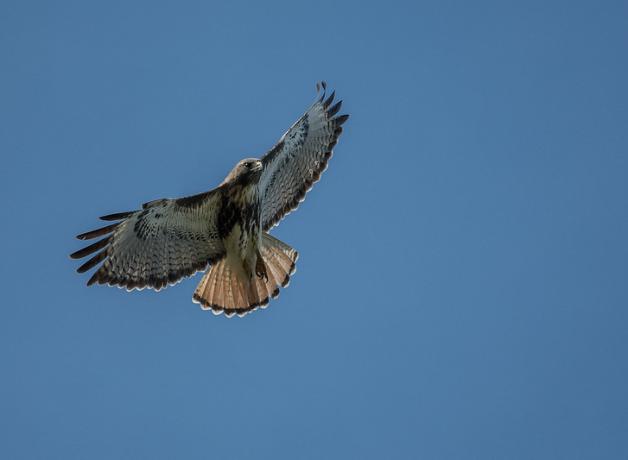 Red-tailed-hawk-800-Alan-McDonley-CC